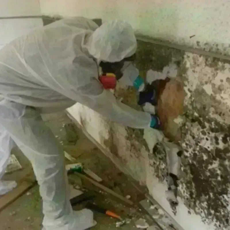 Mold Remediation and Removal in Depew, NY